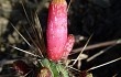 Preview photo Echinopsis candelilla