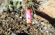 Preview photo Echinopsis candelilla