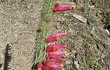 Vista previa de Echinopsis candelilla