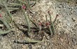 Vista previa de Echinopsis candelilla