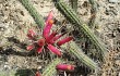 Vista previa de Echinopsis candelilla