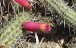 Anteprima di Echinopsis candelilla