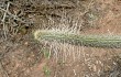 Vista previa de Echinopsis candelilla