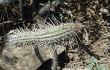 Vista previa de Echinopsis candelilla