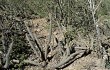 Anteprima di Echinopsis candelilla