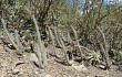 Vista previa de Echinopsis candelilla