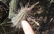 Preview photo Echinopsis candelilla