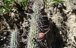 Anteprima di Echinopsis candelilla