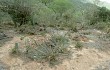 Vista previa de Echinopsis candelilla