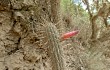 Preview photo Echinopsis candelilla