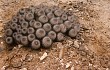 Preview photo Copiapoa grandiflora