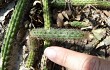 Preview photo Echinopsis horstii