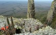 Anteprima di Echinopsis samaipatana