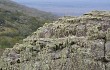 Anteprima di Echinopsis samaipatana