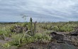 Vista previa de Echinopsis samaipatana