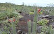 Vista previa de Echinopsis samaipatana