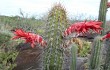Anteprima di Echinopsis samaipatana