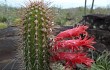 Anteprima di Echinopsis samaipatana