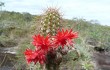 Vista previa de Echinopsis samaipatana