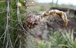 Anteprima di Echinopsis samaipatana