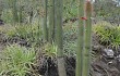 Anteprima di Echinopsis samaipatana