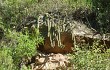 Preview photo Echinopsis samaipatana