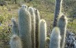 Vista previa de Echinopsis strausii