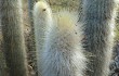 Anteprima di Echinopsis strausii