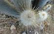 Preview photo Echinopsis strausii