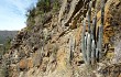 Vista previa de Echinopsis strausii