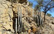 Anteprima di Echinopsis strausii