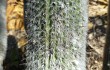 Preview photo Echinopsis strausii