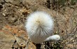 Vista previa de Echinopsis strausii