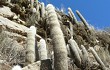 Vista previa de Echinopsis strausii