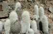 Preview photo Echinopsis strausii