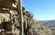 Vista previa de Echinopsis strausii