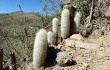 Anteprima di Echinopsis strausii