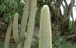 Preview photo Echinopsis tominensis