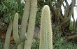 Anteprima di Echinopsis tominensis