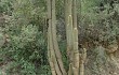 Anteprima di Echinopsis tominensis