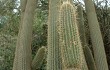 Preview photo Echinopsis tominensis