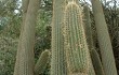 Anteprima di Echinopsis tominensis