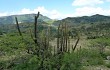 Vista previa de Echinopsis tominensis