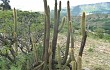 Preview photo Echinopsis tominensis