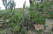 Anteprima di Echinopsis tominensis