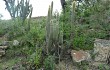 Vista previa de Echinopsis tominensis