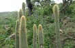 Preview photo Echinopsis tominensis