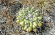 Preview photo Discocactus boliviensis