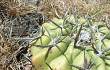 Preview photo Discocactus boliviensis