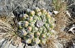 Preview photo Discocactus boliviensis